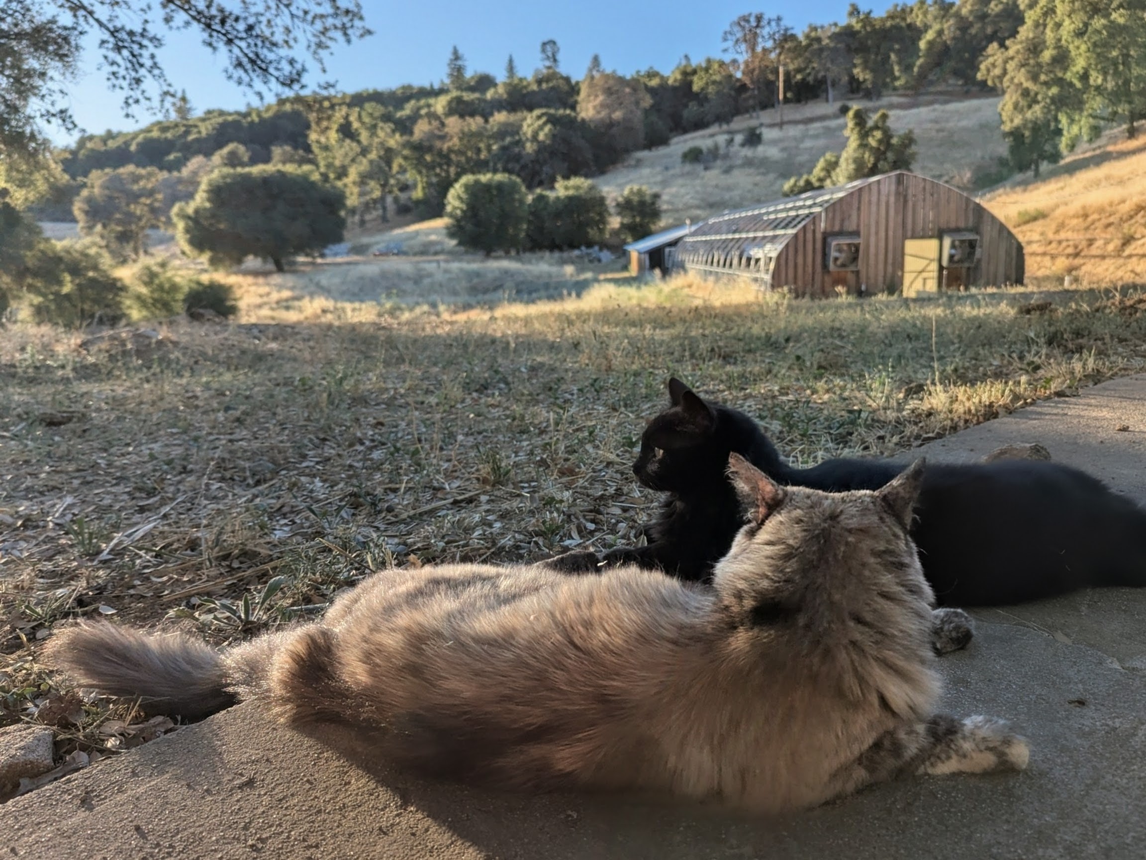 Kitty Ranch
